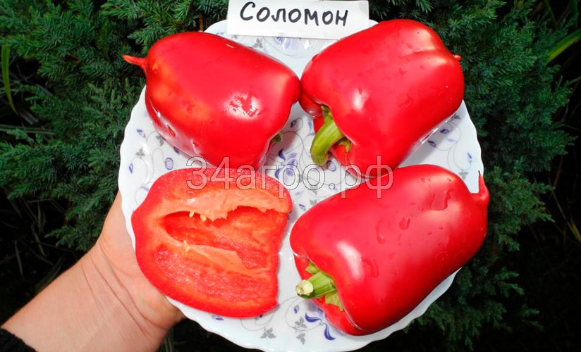 Перец Соломон Агро 50 гр.