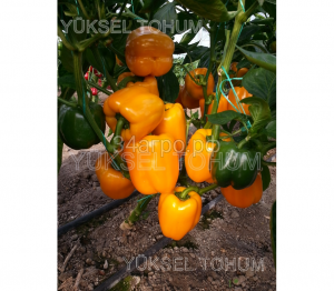 Перец сладкий Клементина F1 25 семян
